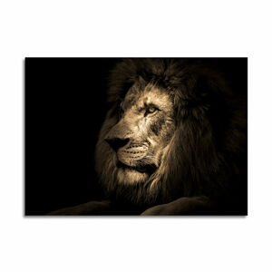 Skleněný obraz 100x70 cm Lion - Styler