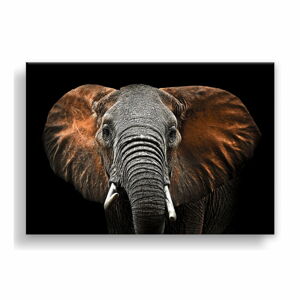 Obraz Styler Canvas Silver Uno Elephant, 85 x 113 cm