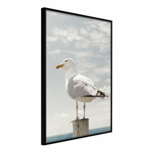 Plakát v rámu Artgeist Curious Seagull, 20 x 30 cm