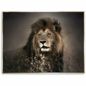 Obraz lva na plátně Styler Golden Lion, 62 x 82 cm