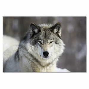 Obraz Styler Glasspik Animal Wolf, 80 x 120 cm